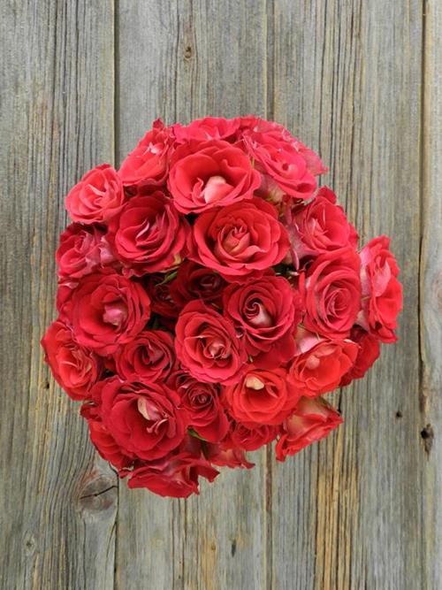 SALSA  BI-COLOR (ORG/RED) SPRAY ROSES